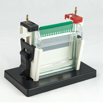 FSF-SCZ2+Mini-Protean Vertical Electrophoresis Cell - Image 2