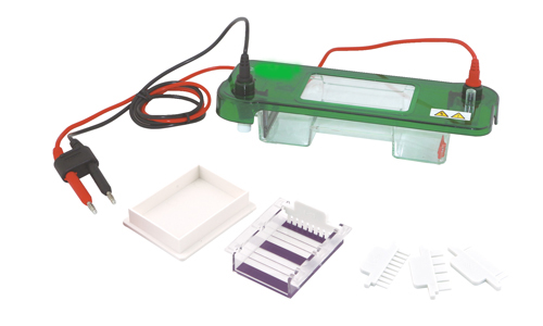 FSF-SCZ2+Mini-Protean Vertical Electrophoresis Cell